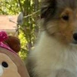 Shetland Sheepdogs from Belknap Shelties