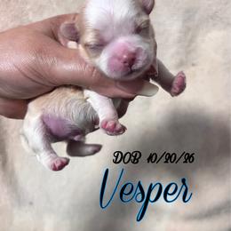 Vesper - Cream male Mi-Ki puppy in Middleburg, Florida from Elegant Tiny Paws