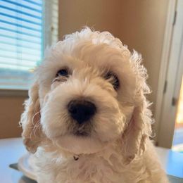 Goldendoodle Puppies from Pacific Goldendoodle, LLC