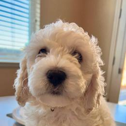 Goldendoodle Puppies from Pacific Goldendoodle, LLC
