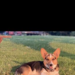 Winnie - Pembroke Welsh Corgi
