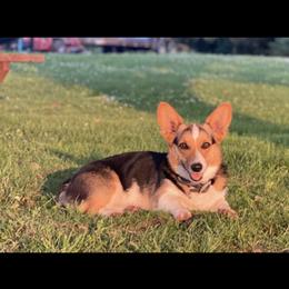 Winnie - Pembroke Welsh Corgi