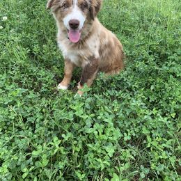 Australian Shepherd Puppies from 3 Crosses Kennels
