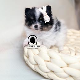 Girl 2 - Breezy - Black and tan parti female Pomeranian puppy in Idaho Falls, Idaho from Country Life Pomeranians