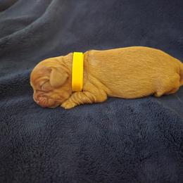 Patty - Ruby female Cavalier King Charles Spaniel puppy in Sunny Valley, Oregon from Sunny Valley Cavaliers
