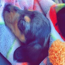 Dachshund Puppies from LPS weenies
