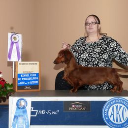 Brittany and Dachshund All Grown Up from Township Line Dachshunds & Brittanys