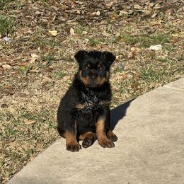 Rottweiler Puppies from Woods AKC Rottweiler