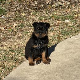 Rottweiler Puppies from Woods AKC Rottweiler