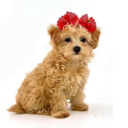 Roxy - Apricot female Maltipoo puppy in Melissa, Texas from Southern Love Cavapoos & Maltipoos