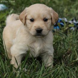 Violet's Teal Girl - Light golden female Golden Retriever puppy in Idaho Falls, Idaho from Once Upon A Dream Kennels