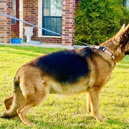 Zoe - German Shepherd