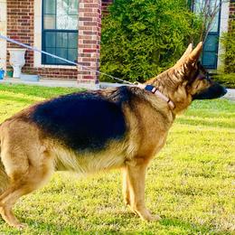 Zoe - German Shepherd