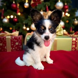 Arista - White and black female Papillon puppy in Joshua, Texas from Summertime Kennels