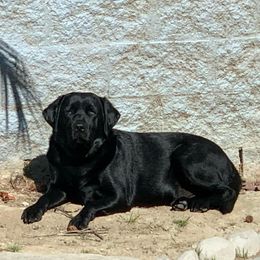 Labrador Retrievers from OC Labradors