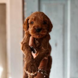 Cinder - Red  male Goldendoodle puppy in Shingle Springs, California from Kindred Oak Goldendoodles
