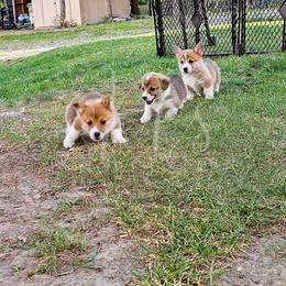 Pembroke Welsh Corgi Puppies from North Star Pembroke Welsh Corgi's