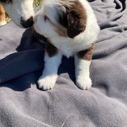 Miniature Australian Shepherd Puppies from Liberty Luck Mini Aussies