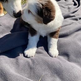 Miniature Australian Shepherd Puppies from Liberty Luck Mini Aussies