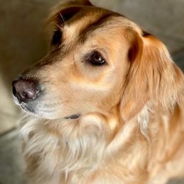 Golden Retrievers from Pot of Gold Golden Retrievers