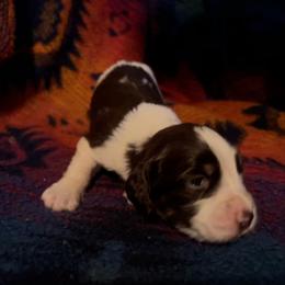 Tristan - Liver white and tan male English Springer Spaniel puppy in Liverpool, Pennsylvania from Breezy Acres Stock & Sporting Dogs
