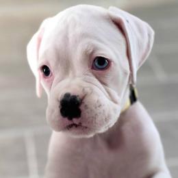 Yellow Collar - White female Boxer puppy in Howey In The Hills, Florida from Bayla Belle & Blossom's Boxers