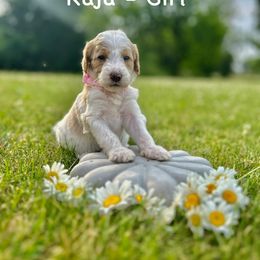 Raja - Cream female Goldendoodle puppy in Caledonia, Michigan from Daisys Doods