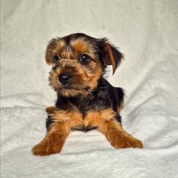 Oliver - Black and tan male Yorkshire Terrier puppy in Blacksburg, South Carolina from Hess Pooches LLC
