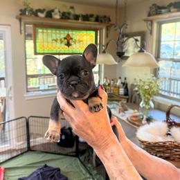 Blue collar boy - Black and tan male French Bulldog puppy in Golden, Missouri from Baxa Frenchie’s