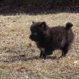 Grizzly - Black male Pomeranian puppy in Grayslake, Illinois from Lamon’s Pom & Polar Pups