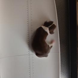 English Springer Spaniel Puppies from IV Springers of California