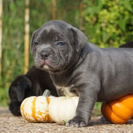 American Bully Puppies from Manuia Kennels