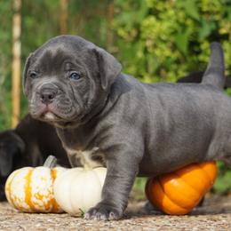 American Bully Puppies from Manuia Kennels