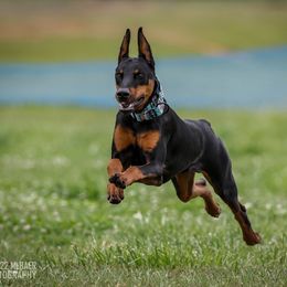Doberman Pinscher All Grown Up from Vom Baecher Doberman