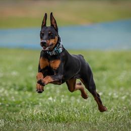 Doberman Pinscher All Grown Up from Vom Baecher Doberman