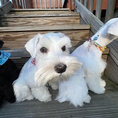 Miniature Schnauzer Puppies from Incredible_Schnauzers