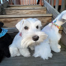 Miniature Schnauzer Puppies from Incredible_Schnauzers
