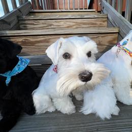 Miniature Schnauzer Puppies from Incredible_Schnauzers
