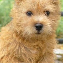 Norwich Terriers from Itsy Bitsy Norwich