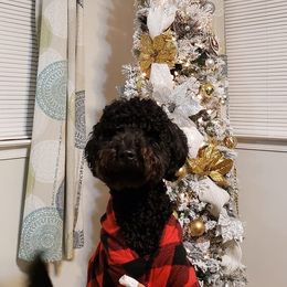 Goldendoodle Puppies from Lake Road Doodles