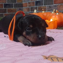 Sadie - Black and tan female Miniature Pinscher puppy in Baton Rouge, Louisiana from Pike's Pups