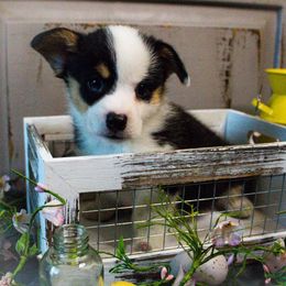 Pembroke Welsh Corgi Puppies from South Texas Blue Collar Corgis