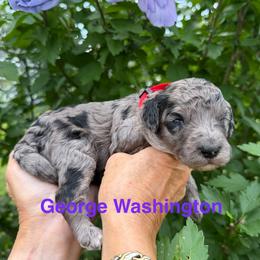 George (Washington) - Merle male Goldendoodle puppy in Newark, Ohio from Valleydayle Doodles and Wheatens