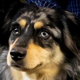 Big - Miniature Australian Shepherd