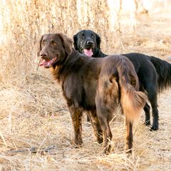 Flat-Coated Retriever All Grown Up from Shayna Flat-Coated Retrievers