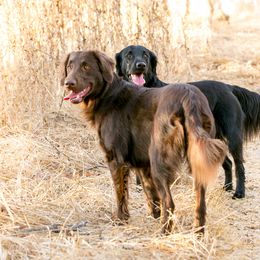 Flat-Coated Retriever All Grown Up from Shayna Flat-Coated Retrievers