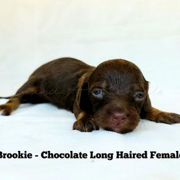 Brookie - Chocolate and tan female Dachshund puppy in Quitman, Mississippi from S-and-A Kennels