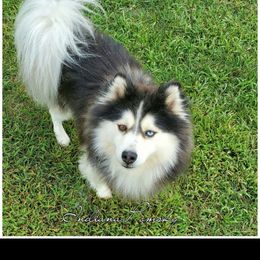 Roco - Pomsky