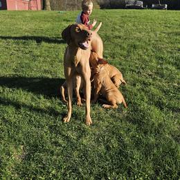 Vizsla Puppies from Driftless Vizslas