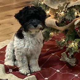 Aussiedoodles, Cockapoos, Goldendoodles, and Havapoos from Hofer Pups